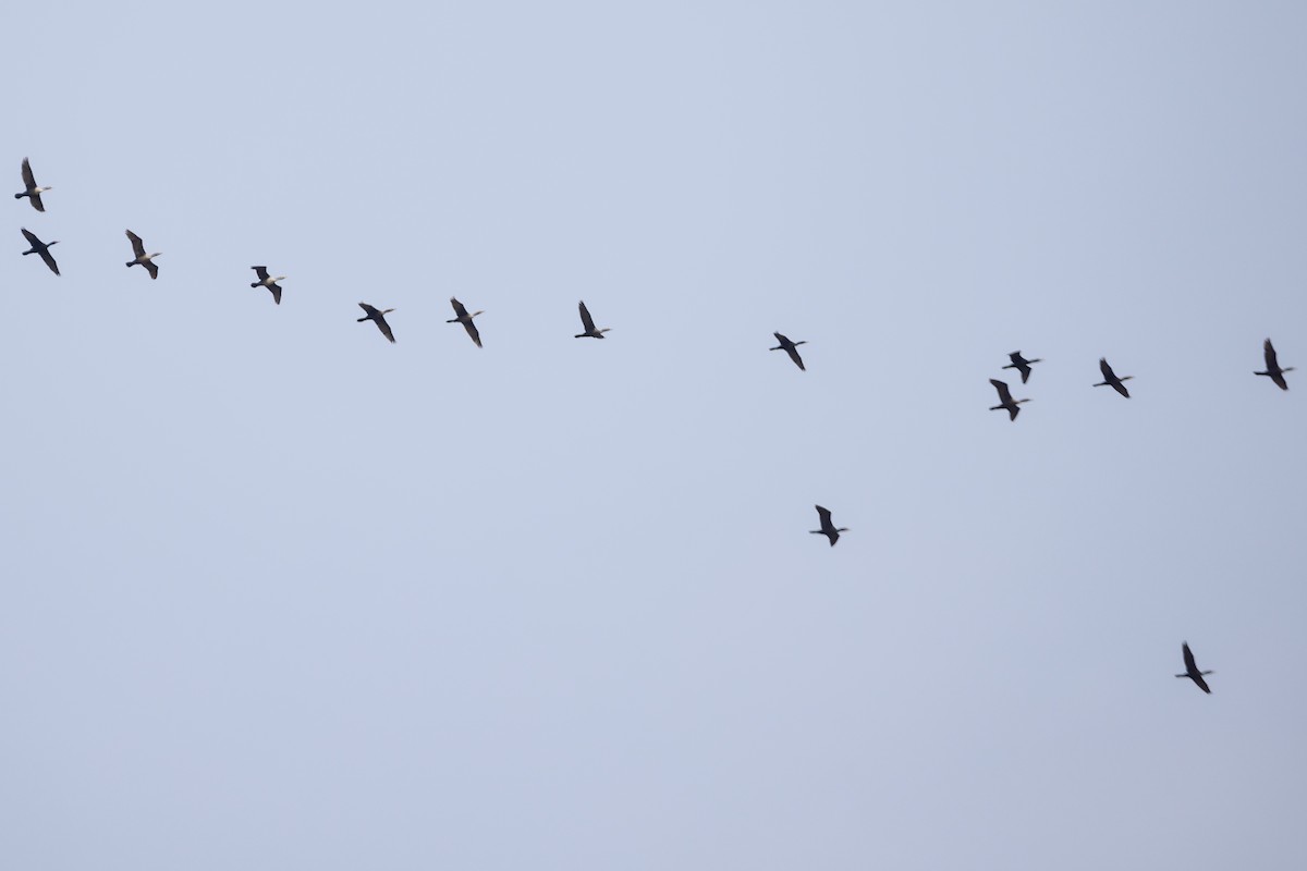 Double-crested Cormorant - ML441671881