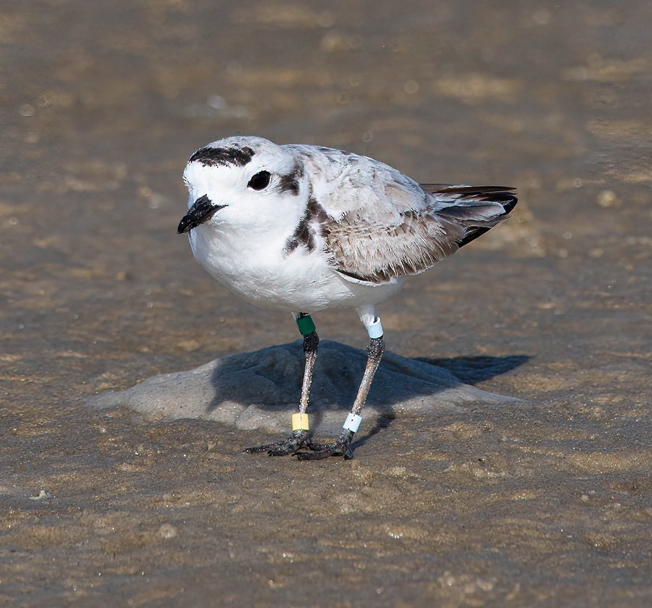 Snowy Plover - David Hamilton