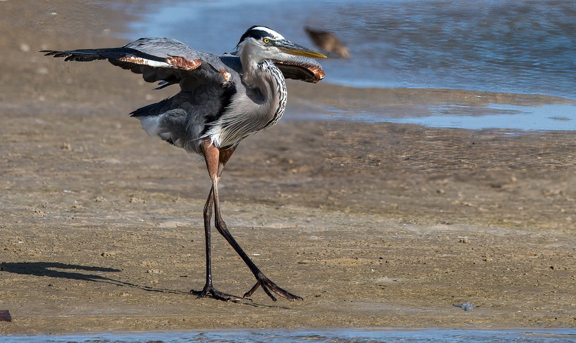 Great Blue Heron - David Hamilton