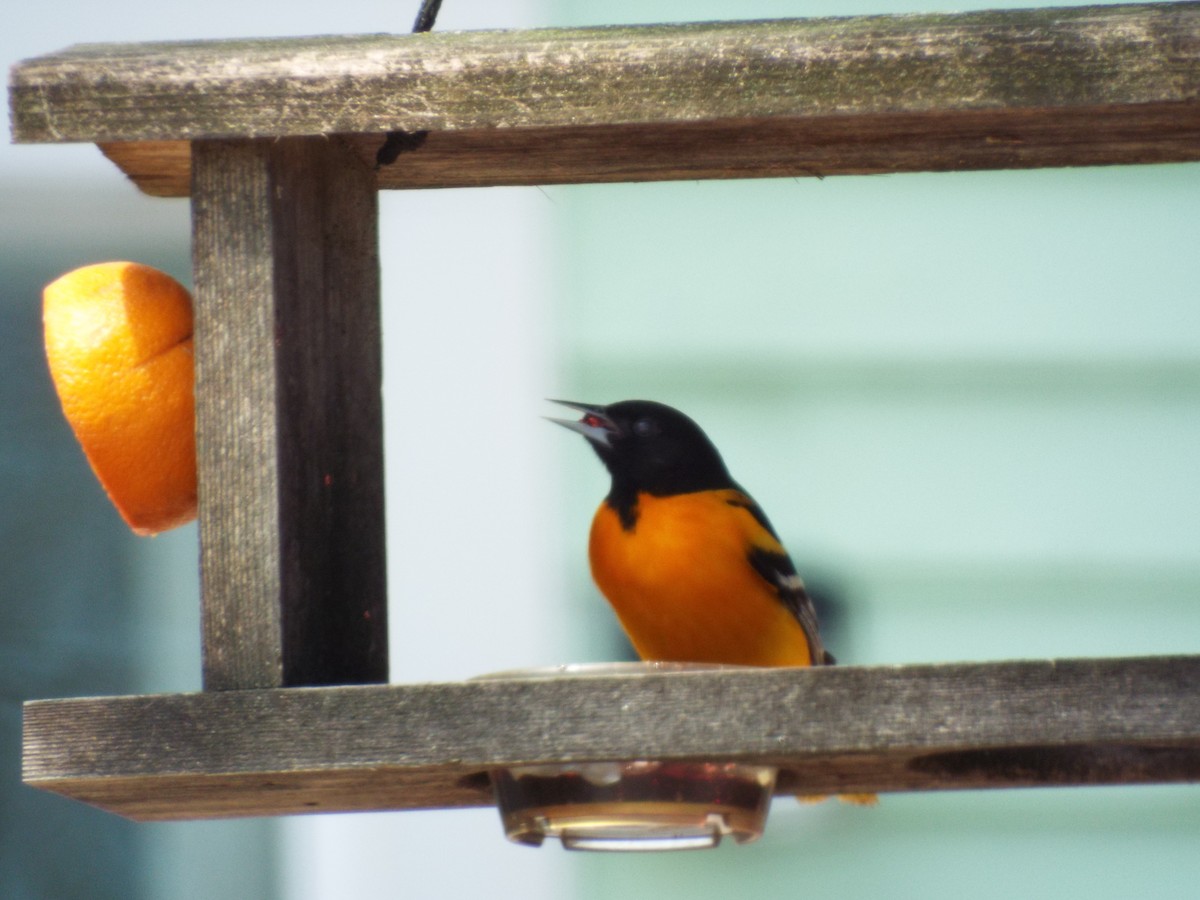 Baltimore Oriole - ML441675231