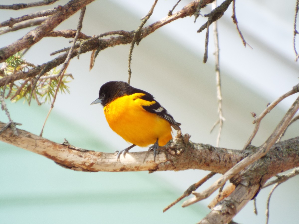 Baltimore Oriole - ML441675241