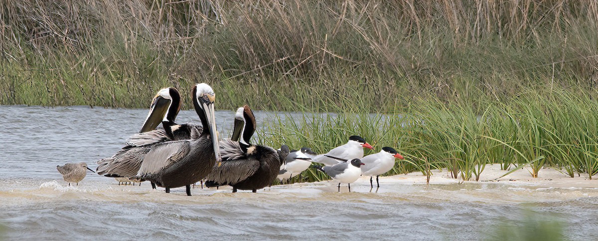 Brown Pelican - David Hamilton