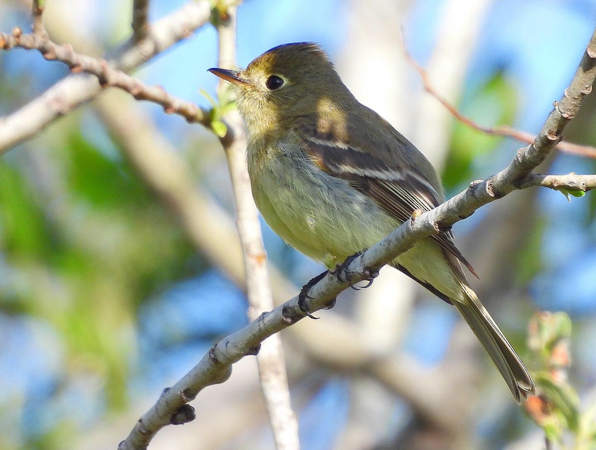 Western Flycatcher (Pacific-slope) - ML441676891