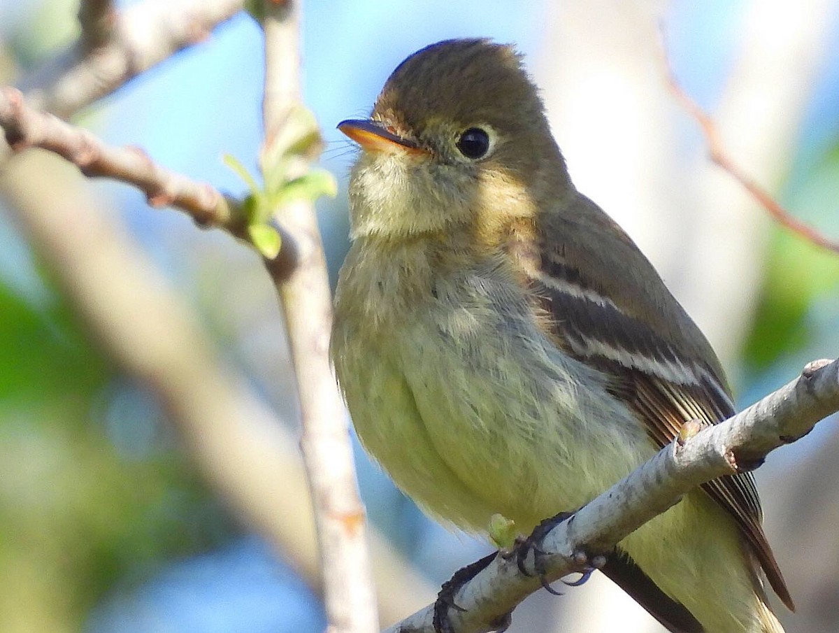 Western Flycatcher (Pacific-slope) - ML441676901