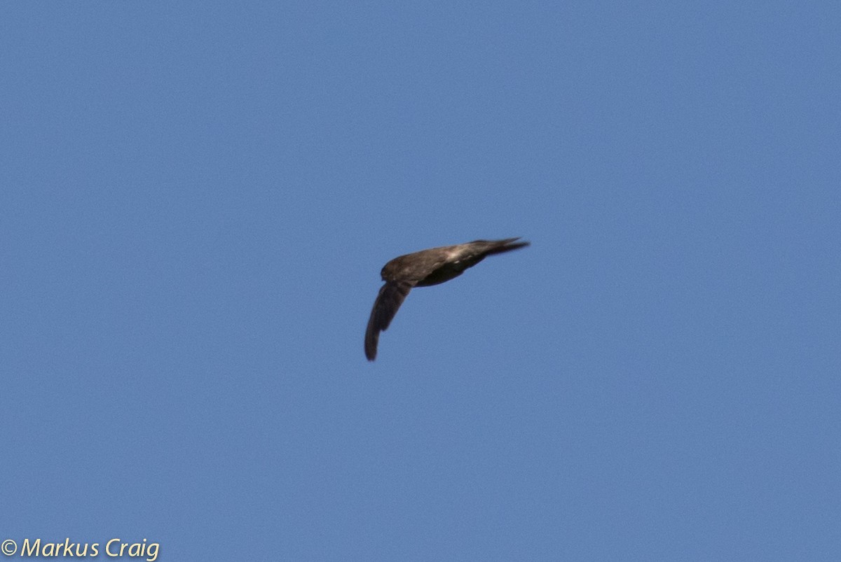 eBird Checklist - 15 May 2016 - Uluwatu Temple - 7 species