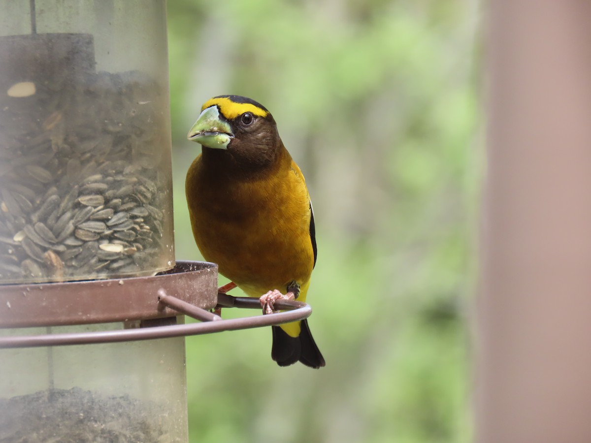 Evening Grosbeak - Anonymous