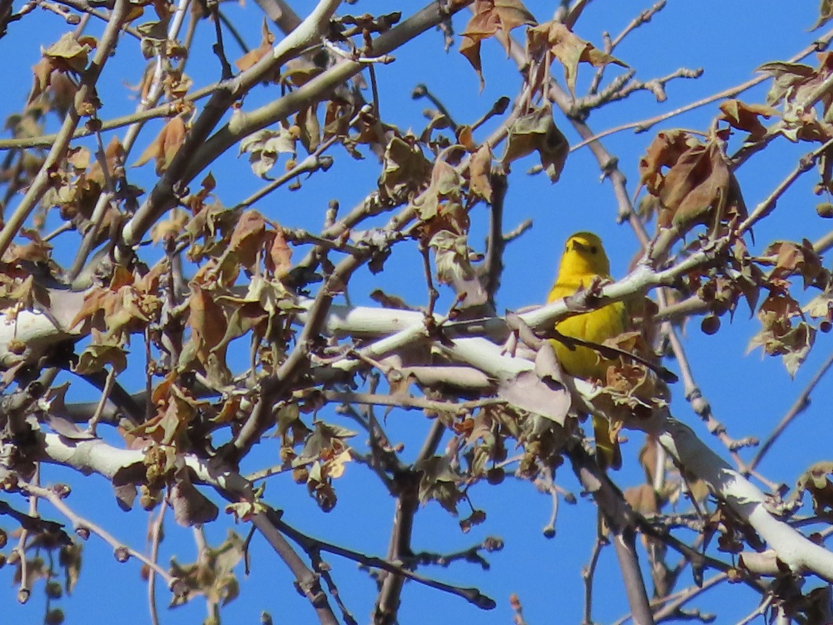 Yellow Warbler - Anne (Webster) Leight