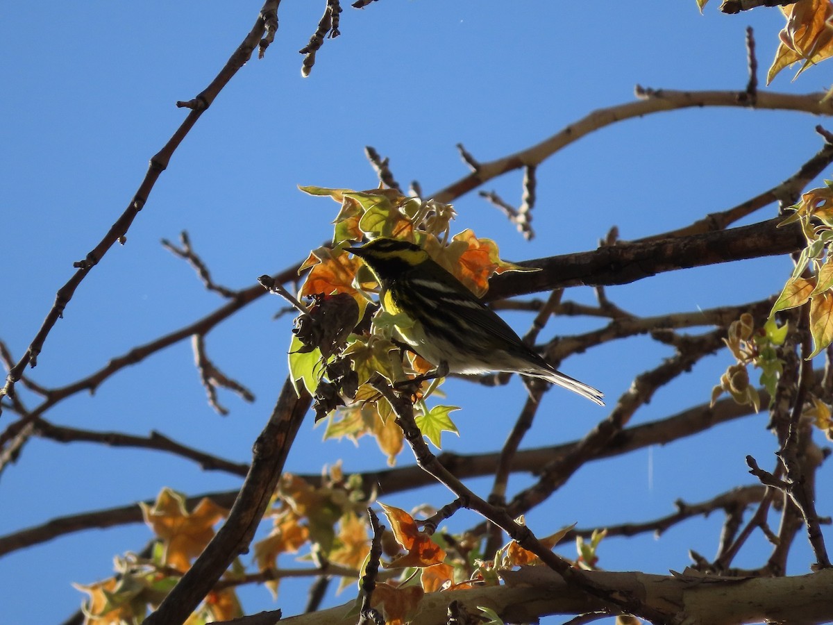 Townsend's Warbler - ML441679111