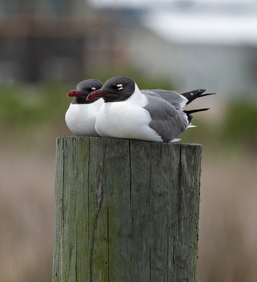 Laughing Gull - ML441679211