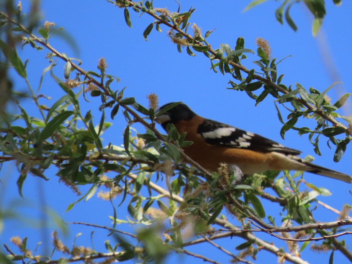 Black-headed Grosbeak - ML441680291