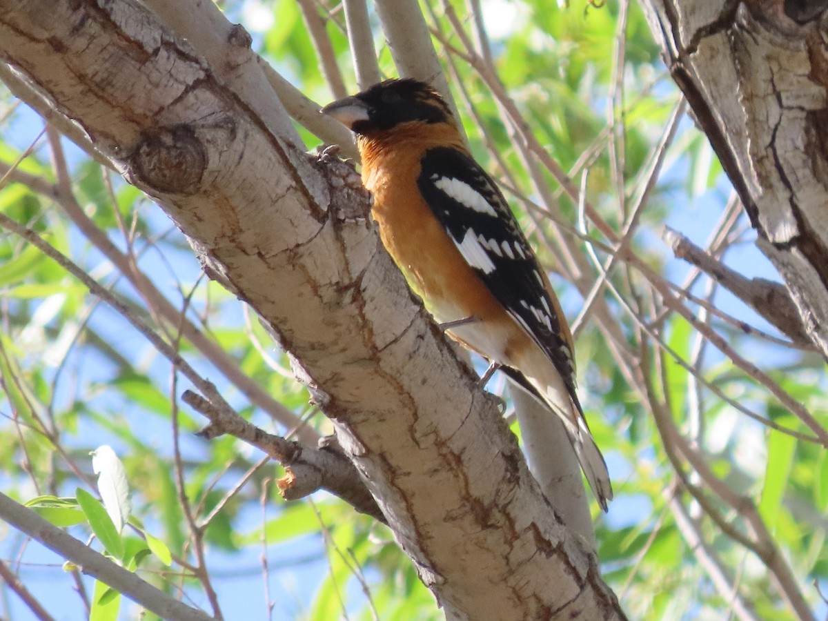 Black-headed Grosbeak - ML441680311