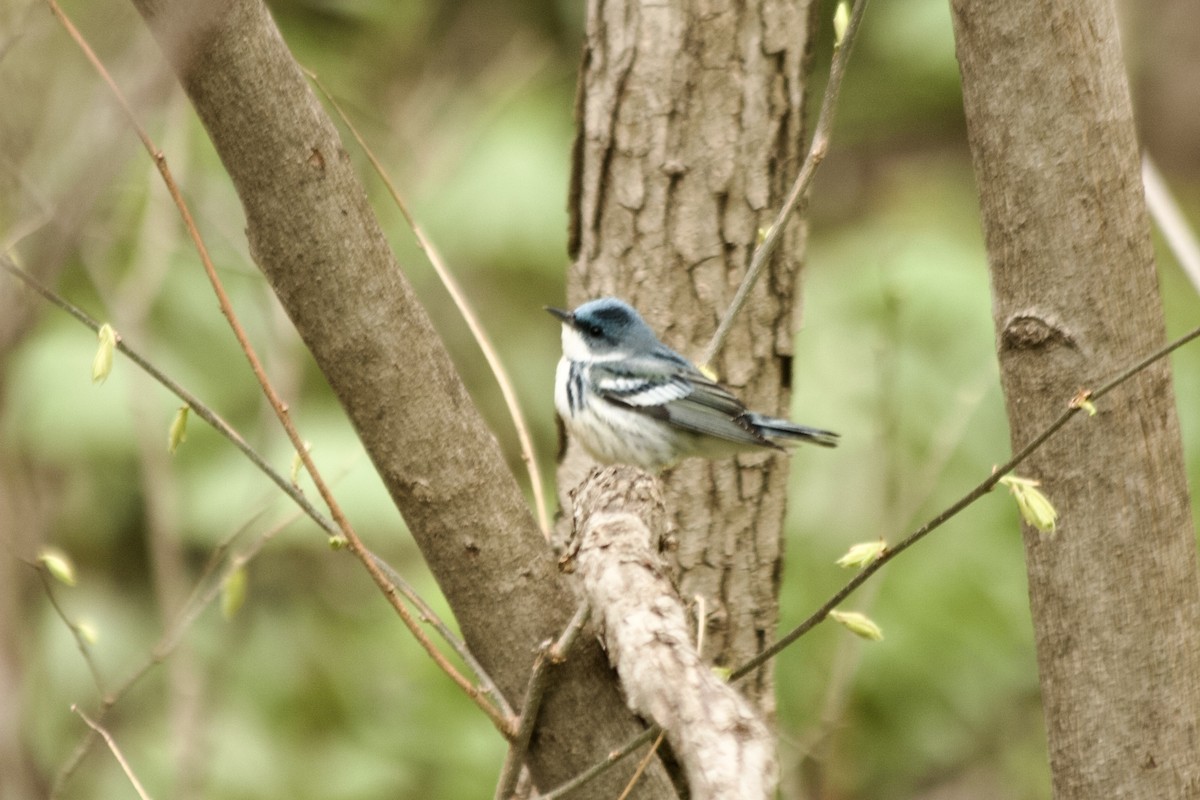 Cerulean Warbler - ML441680811