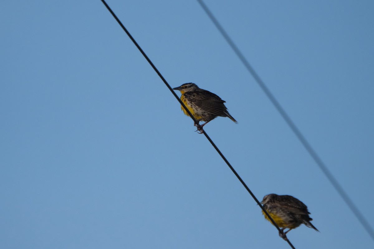 Eastern Meadowlark - Todd DeVore