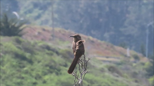 California Thrasher - ML441682051