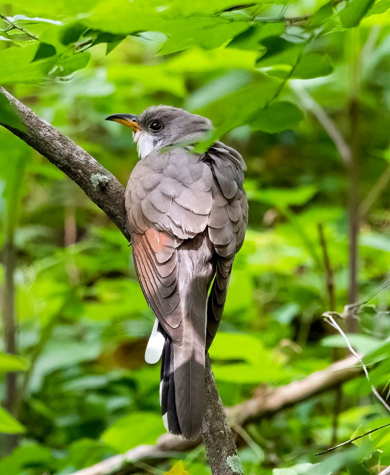 Yellow-billed Cuckoo - David Hamilton