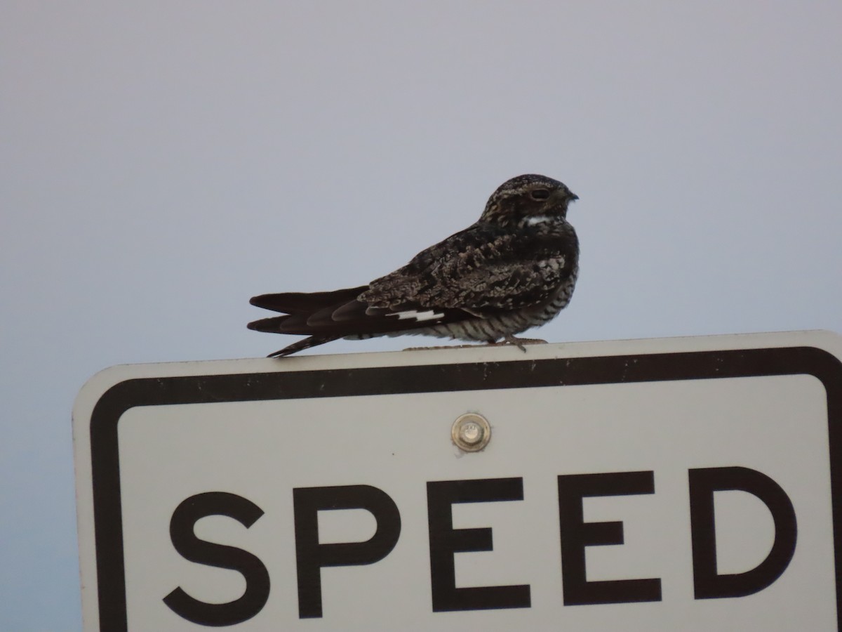 Common Nighthawk - Eric Setterberg