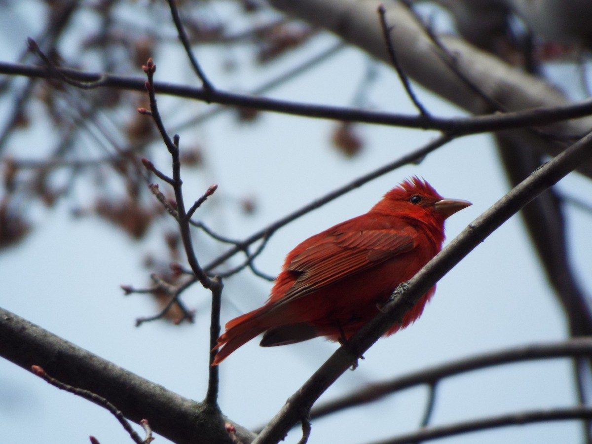 Summer Tanager - ML441684351