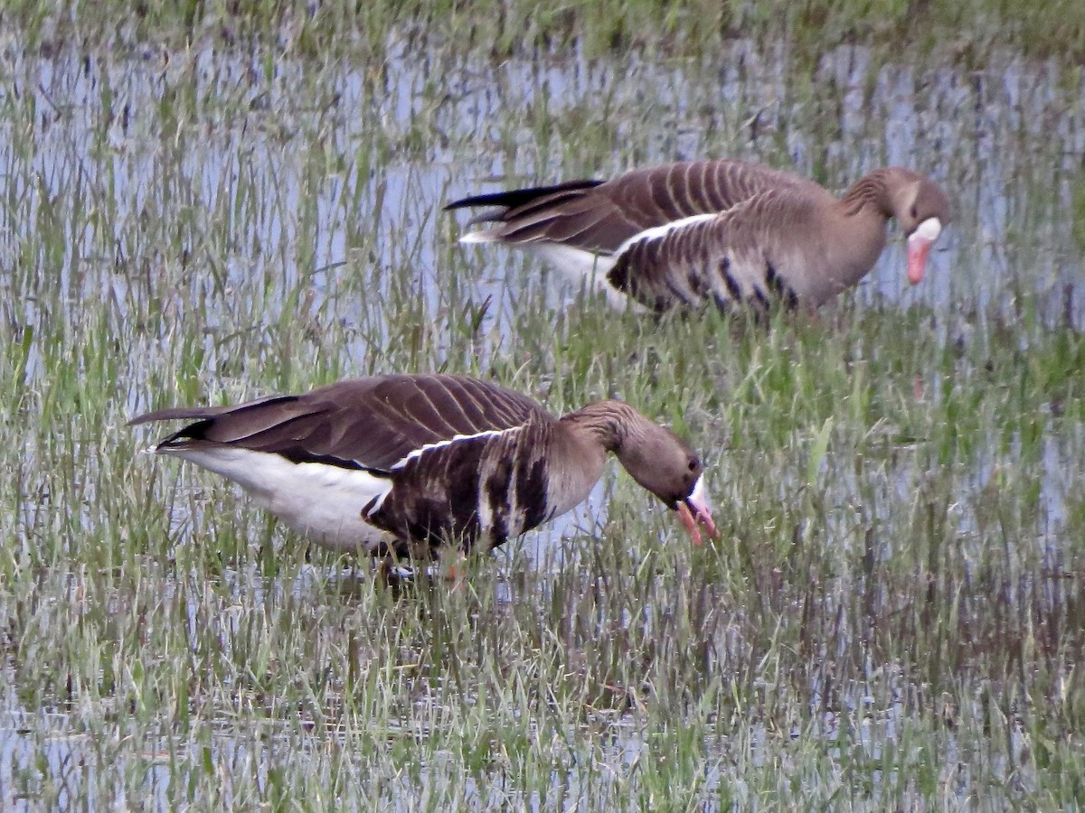 Greater White-fronted Goose - ML441685361