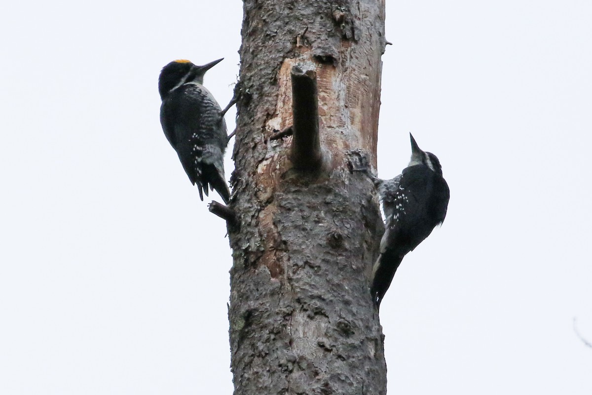 Black-backed Woodpecker - ML441686161