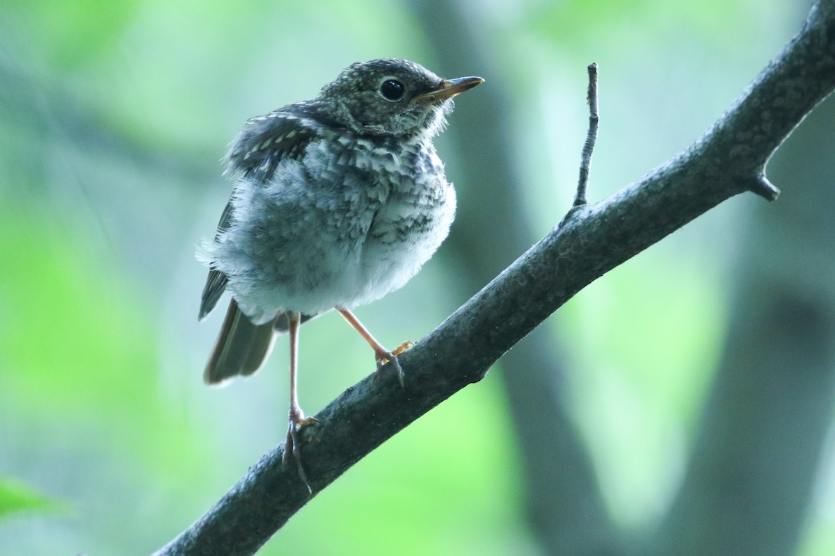 Hermit Thrush - ML441686671