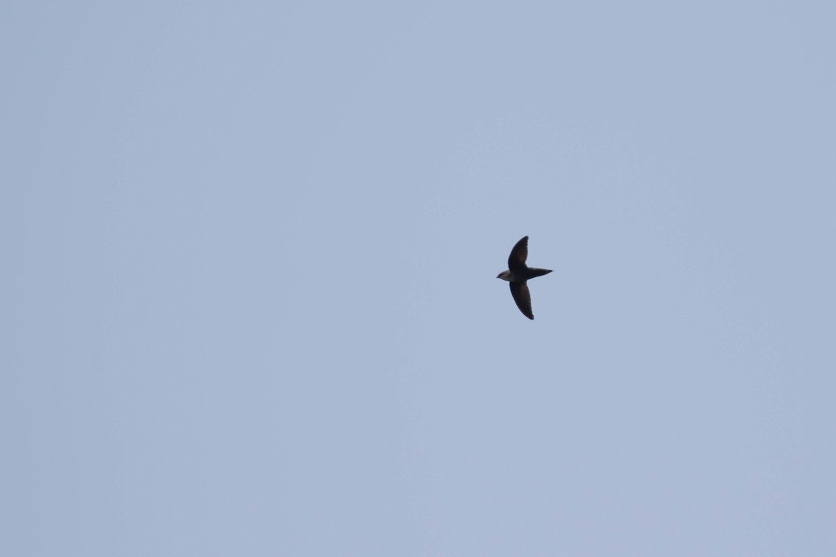 Chimney Swift - Alex Lamoreaux