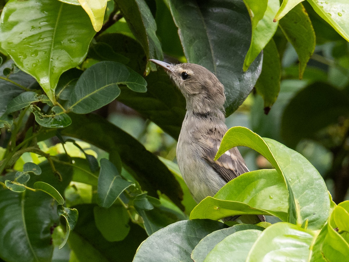 Cocos Tyrannulet - ML441690611