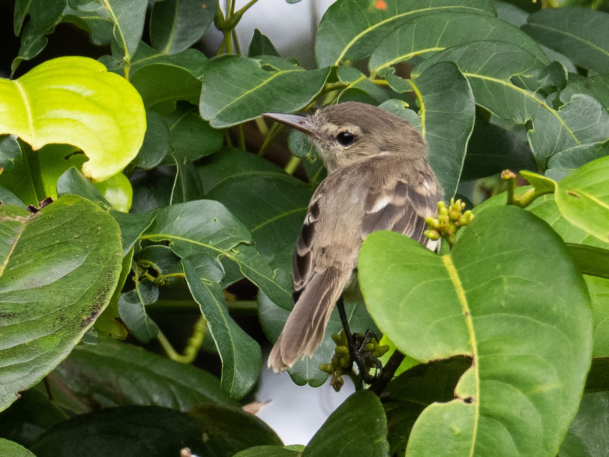 Cocos Tyrannulet - ML441690621