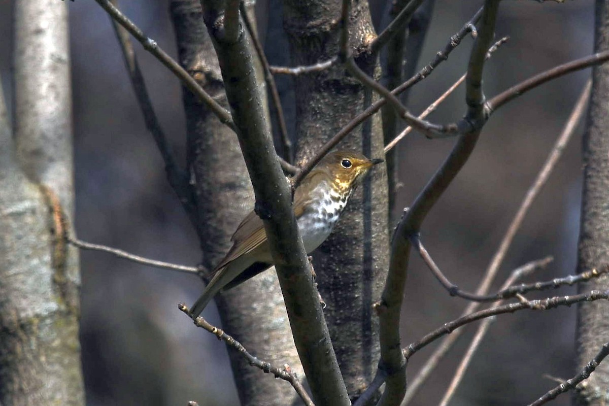 Swainson's Thrush - ML441692421