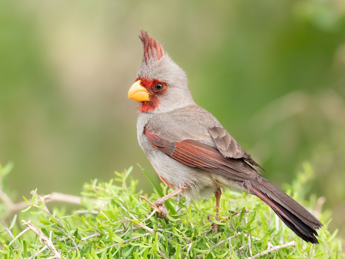 Pyrrhuloxia - Steve Wickliffe