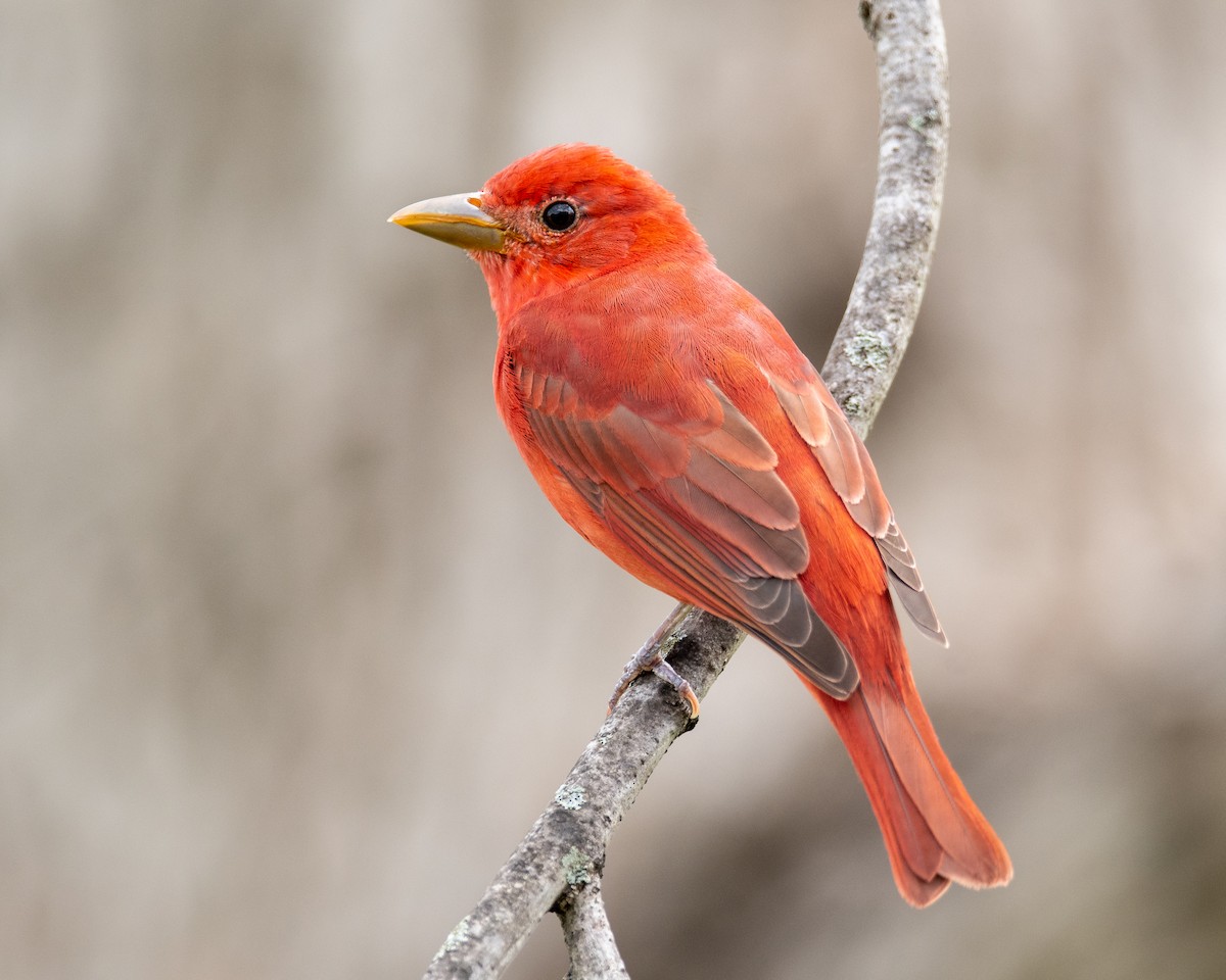 Summer Tanager - ML441692941
