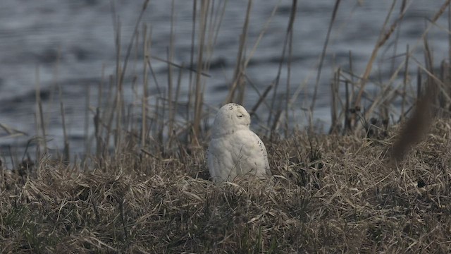 Harfang des neiges - ML441693051