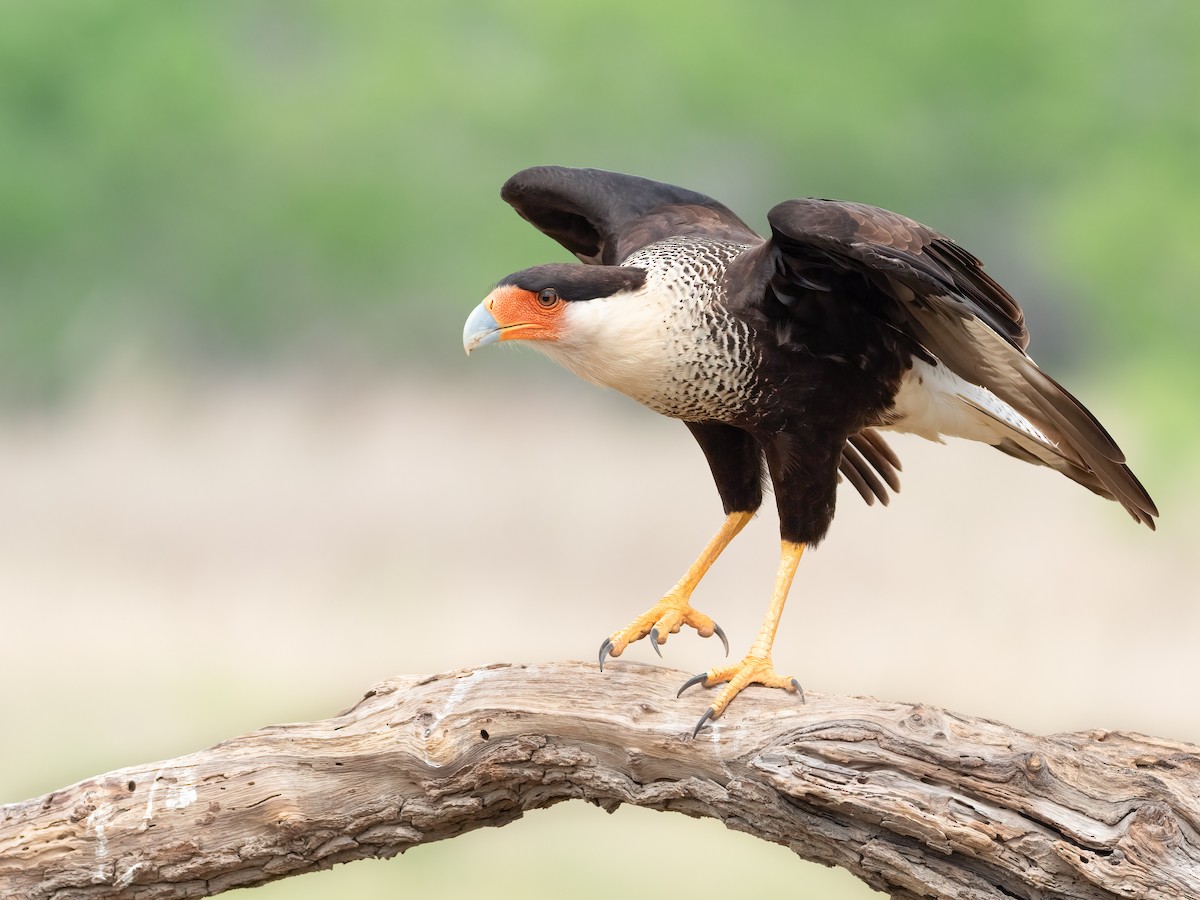 Caracara Carancho - ML441693391