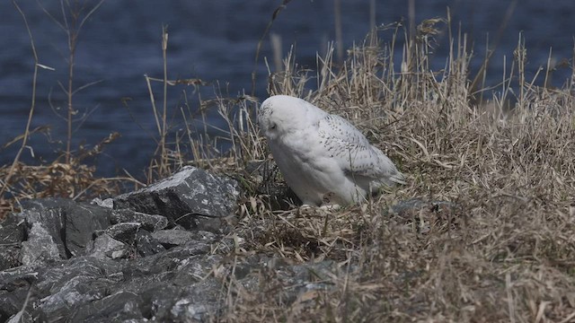 Белая сова - ML441694211