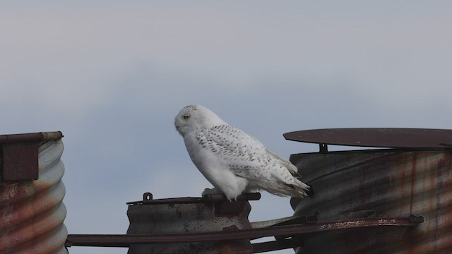 Snowy Owl - ML441694461