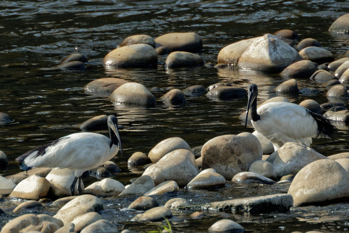 African Sacred Ibis - ML441694831