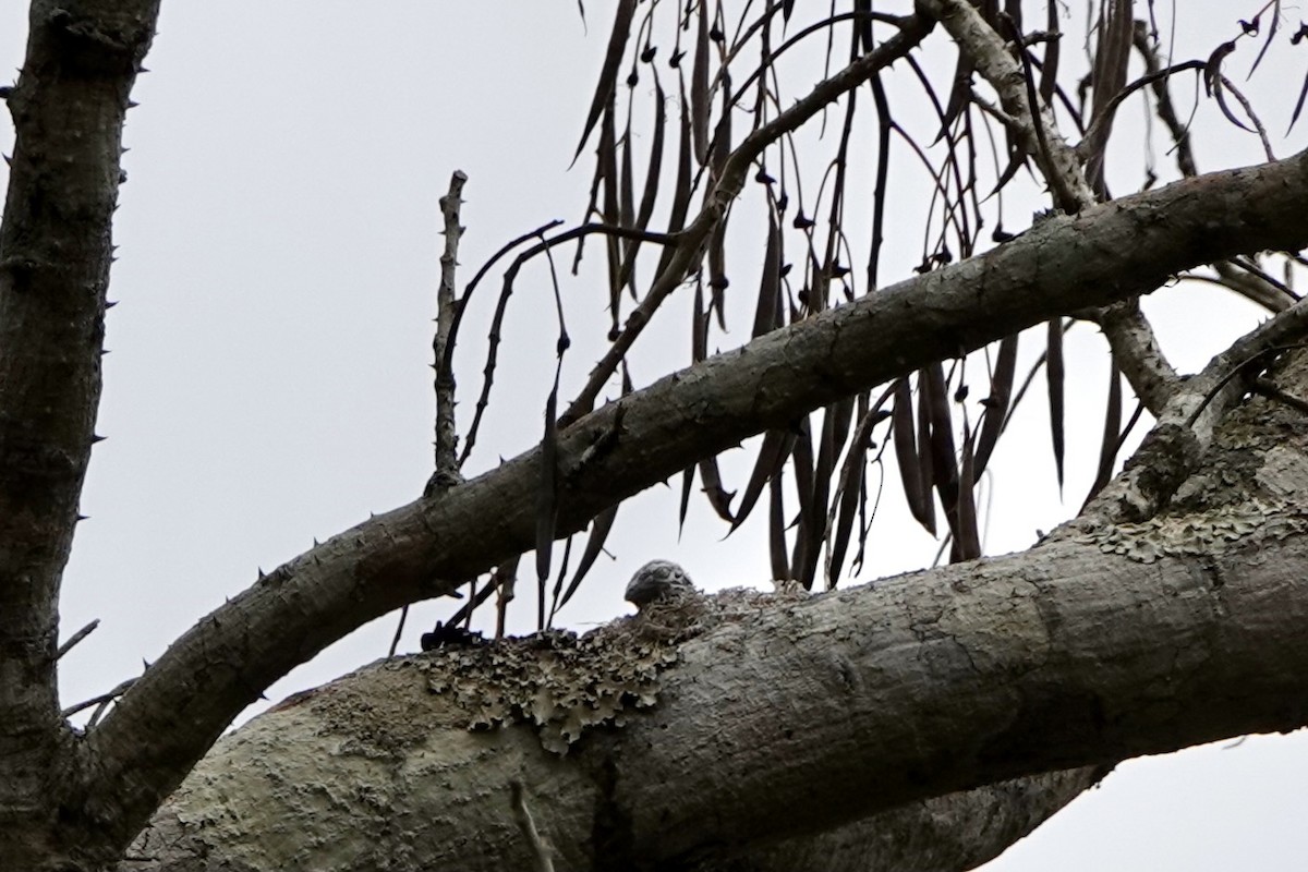 Bare-necked Fruitcrow - ML441695001