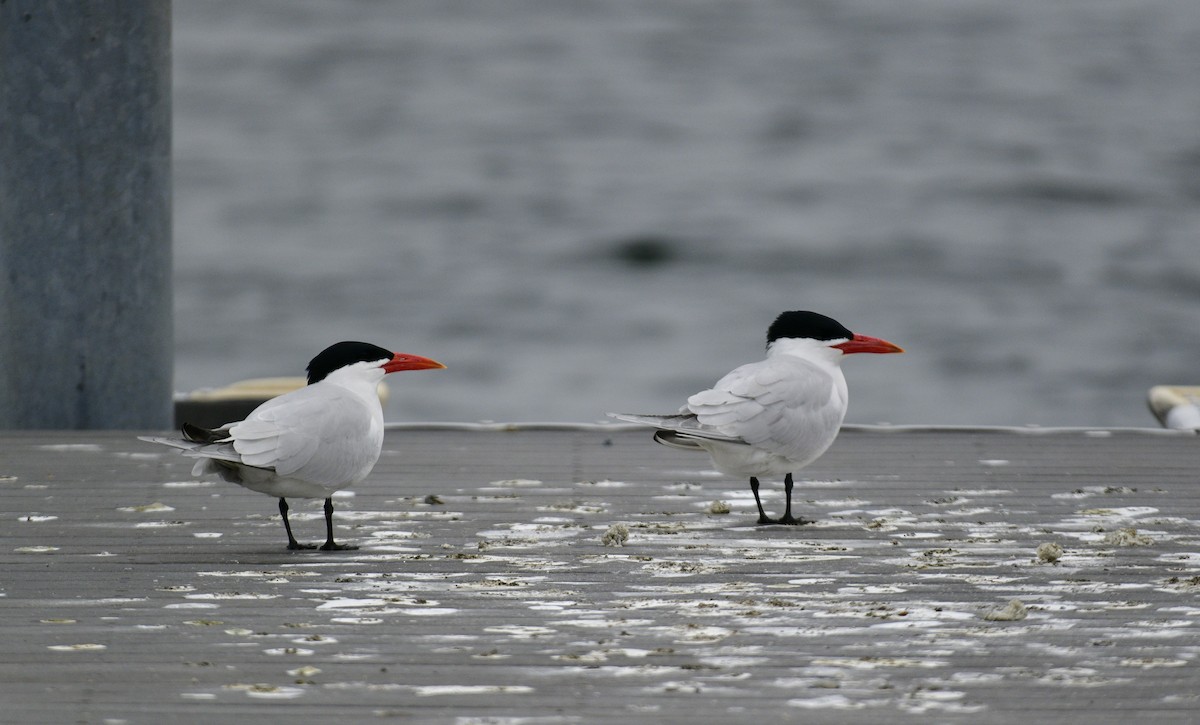 Caspian Tern - ML441695501