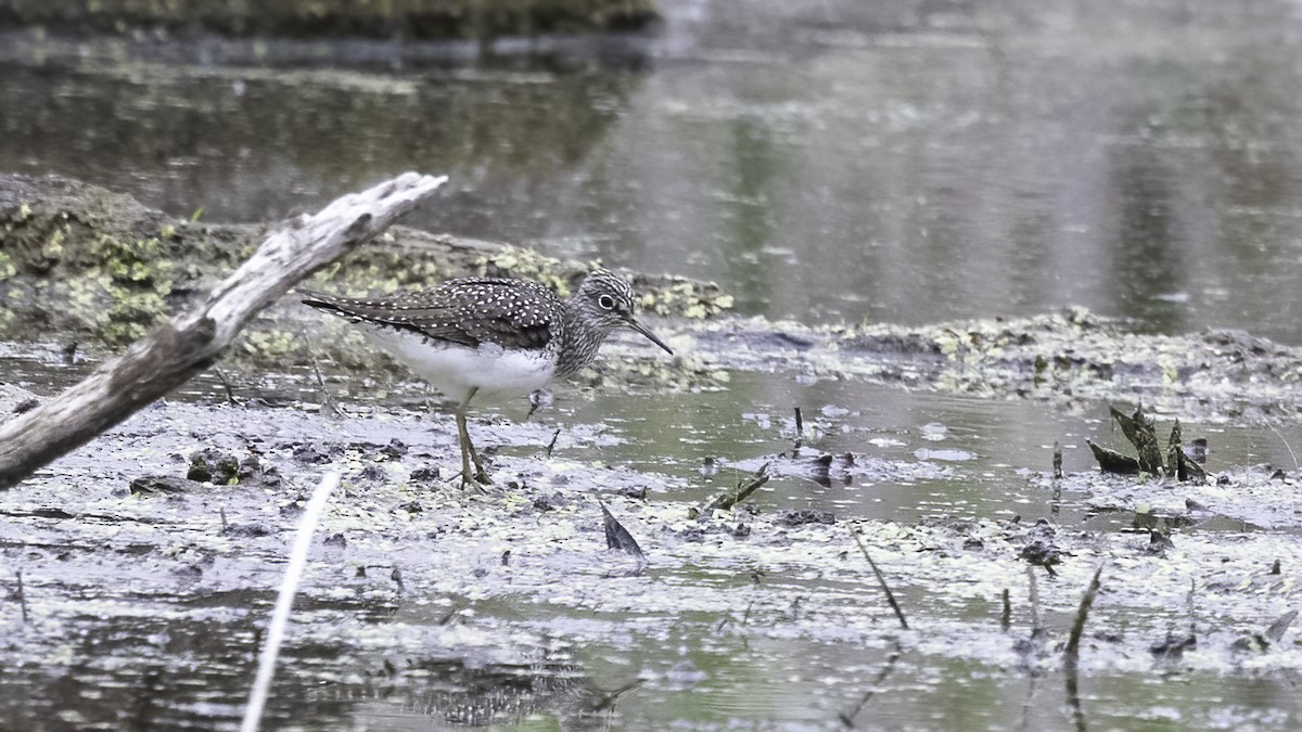 Solitary Sandpiper - ML441695661