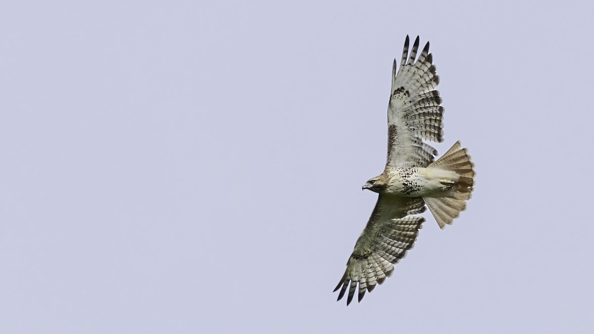 Red-tailed Hawk - ML441696121