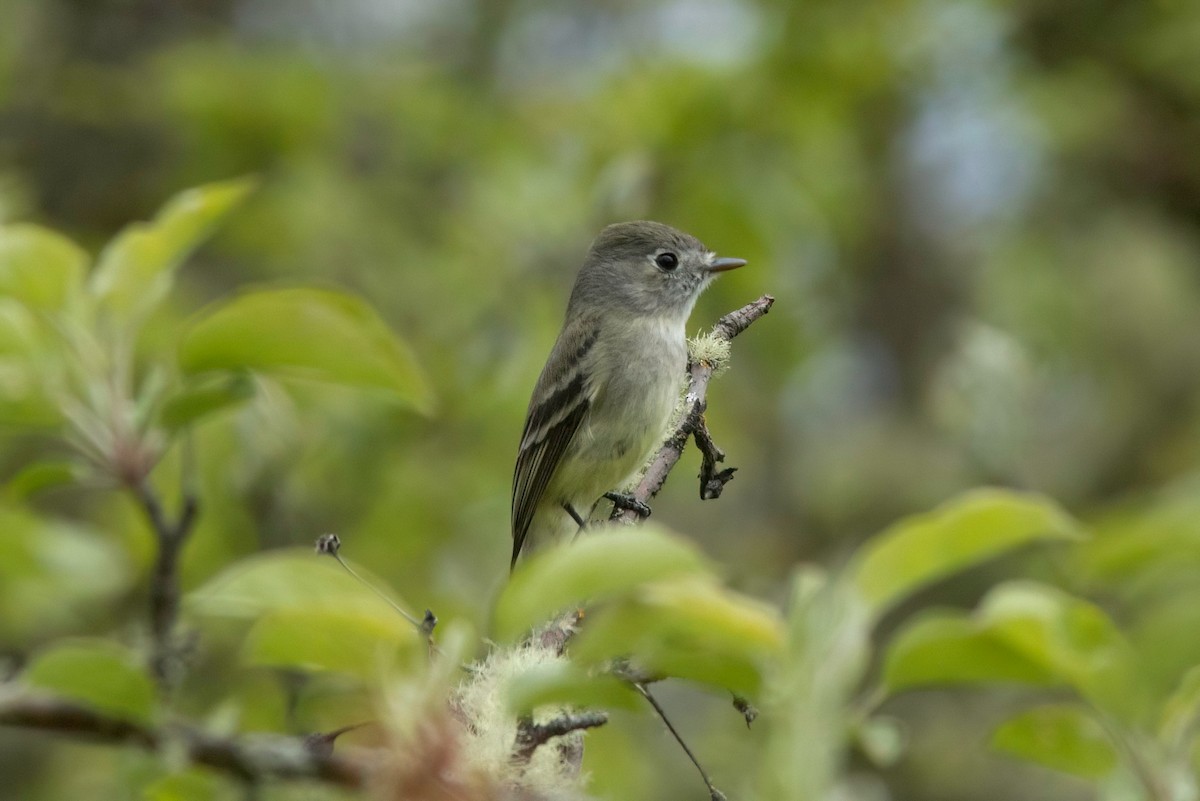 Dusky Flycatcher - ML441696231