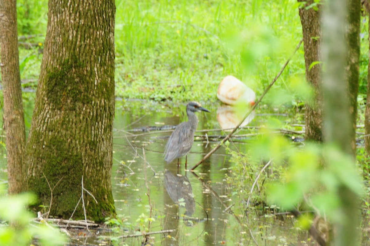 Yellow-crowned Night Heron - B E