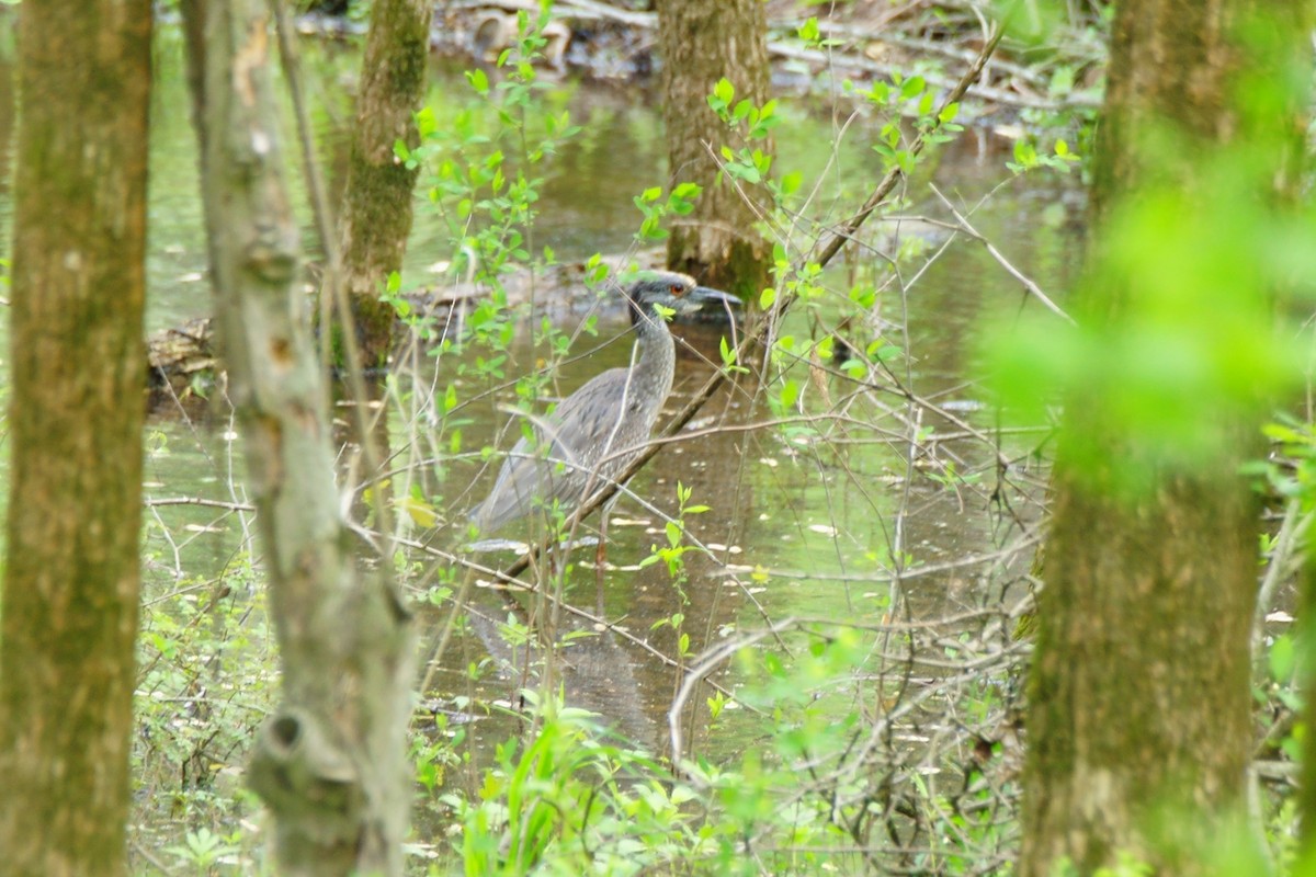 Yellow-crowned Night Heron - B E