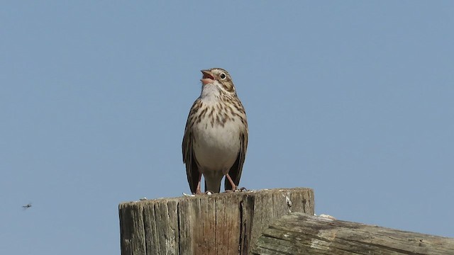 Vesper Sparrow - ML441698511