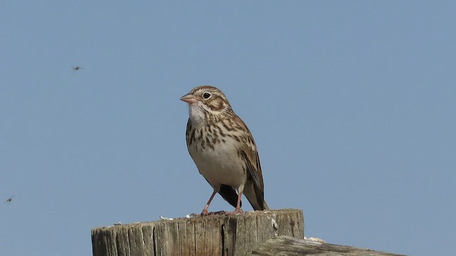 Vesper Sparrow - ML441699361