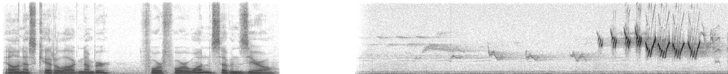 MacGillivray's Warbler - ML44170