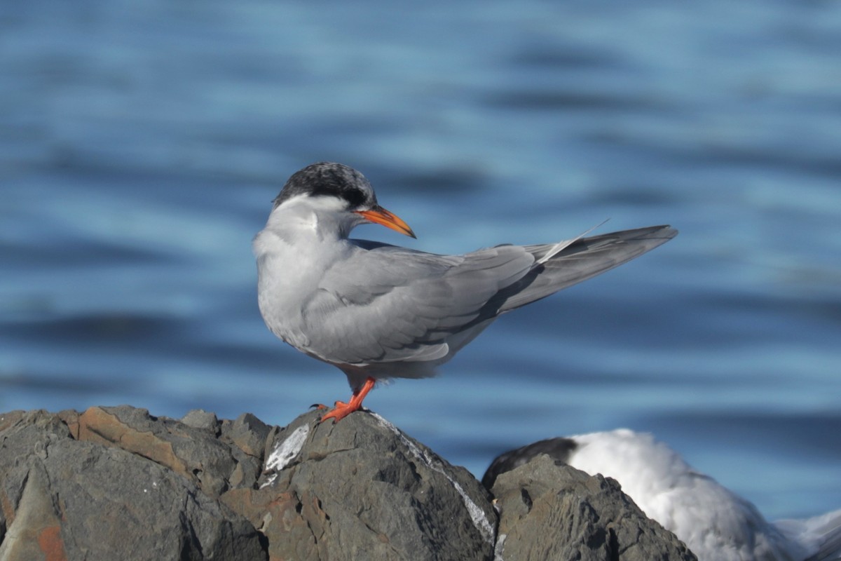 Black-fronted Tern - ML441700011