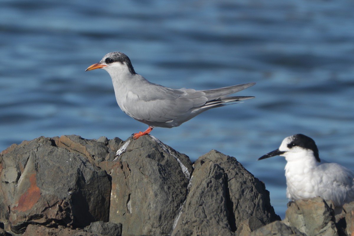 Black-fronted Tern - ML441700041