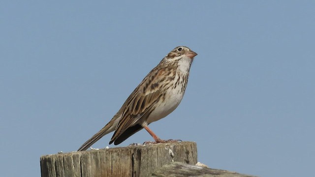 Vesper Sparrow - ML441700601