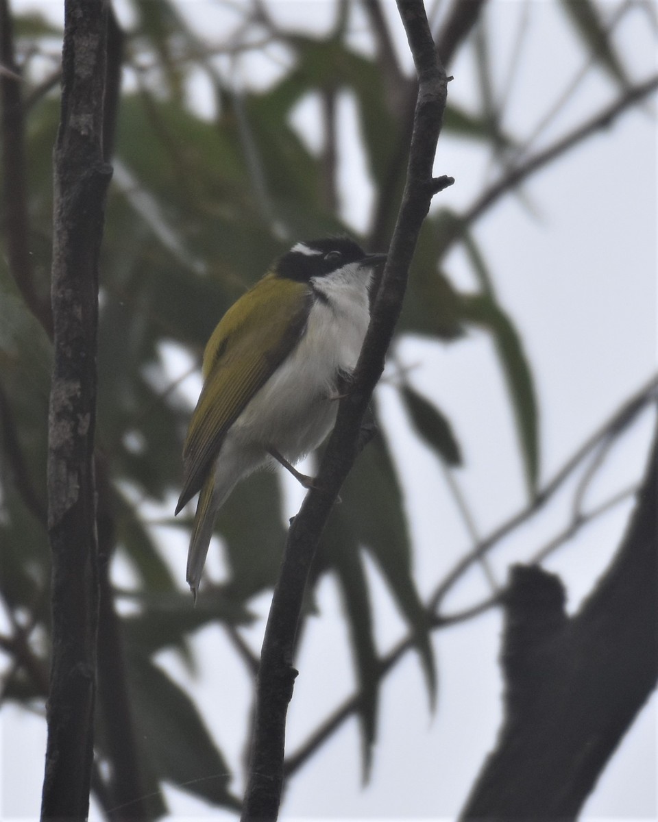 White-throated Honeyeater - ML441700741
