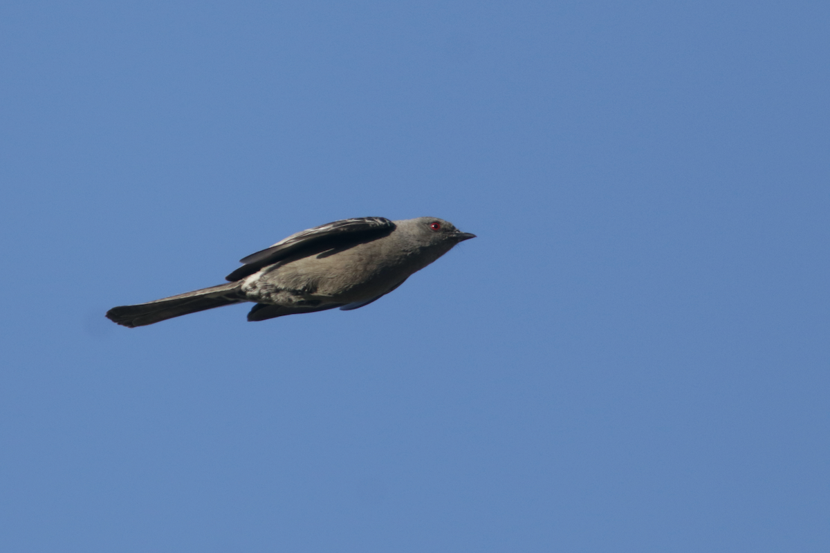 Phainopepla - Ryan Terrill